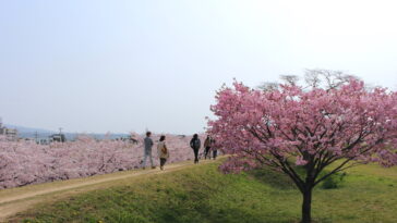 Things To Do and See in Goryokaku Tower