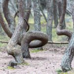 The Dancing Forest in Russia at Curonian spit in Kaliningrad photo via Depositphotos