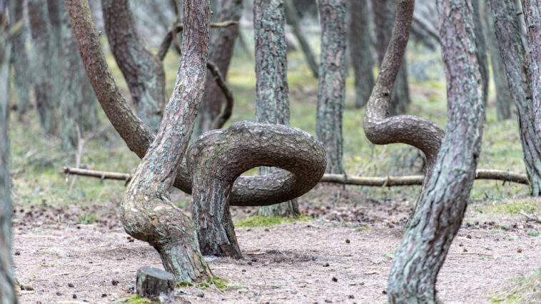 The Dancing Forest in Russia at Curonian spit in Kaliningrad photo via Depositphotos