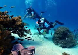 Belimac Resort reef by Ferds Sol