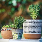 Cactus on Terracotta