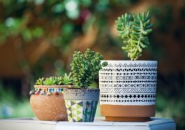 Cactus on Terracotta
