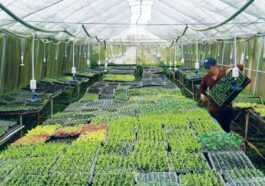 Costales Nature Farm [Photo courtesy of the Department of Tourism]