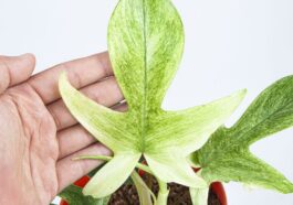 Philodendron Florida Ghost photo via AroidMarket.com