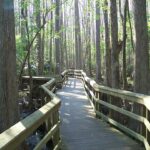 Highlands Hammock State Park by Ebyabe via Wikipedia CC