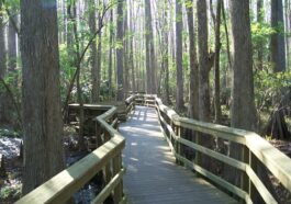 Highlands Hammock State Park by Ebyabe via Wikipedia CC
