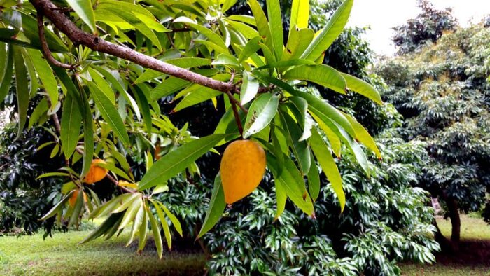 Chesa or Eggfruit by Wendy Cutler via Flickr cc
