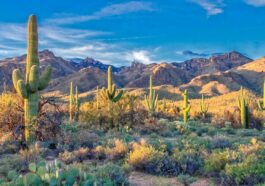 Sabino Canyon by Dulcey Lima via Unsplash