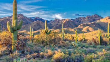 Sabino Canyon by Dulcey Lima via Unsplash