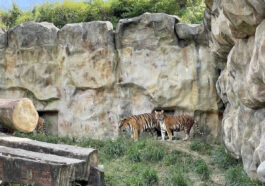 Tigers inside Clark Adventure Park