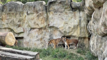Tigers inside Clark Adventure Park