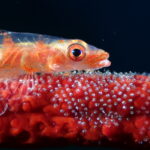 1st Place, Compact Class - Marine Behavior Category, Regie Casia