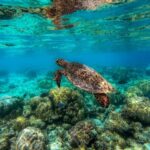 Diving in Maldives