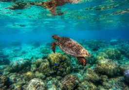 Diving in Maldives