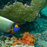Yellow-face Angelfish at Barracuda Point, Pulau Sipadan, Sabah, MALAYSIA by Bernard Dupont via Wikimedia cc