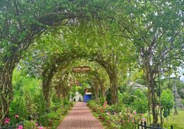 Karilagan Pavillion Grounds: "Near the Stevia Farm, guests can hold wedding receptions and other events inside Karilagan Pavillion Grounds"