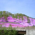 Phlox subulata in Higashi-Mokoto, Ozora, Hokkaido, Japan by 221.20 via Wikimedia cc