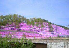 Phlox subulata in Higashi-Mokoto, Ozora, Hokkaido, Japan by 221.20 via Wikimedia cc