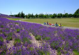Sapporo Sato Land by t-konno via Wikimedia cc