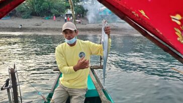 An espada fish is also used as bait. You can make at least 8 baits from a beltfish this size