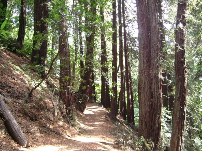 Dr. Aurelia Reinhardt Redwood Regional Park by Fizbin via Wikipedia cc