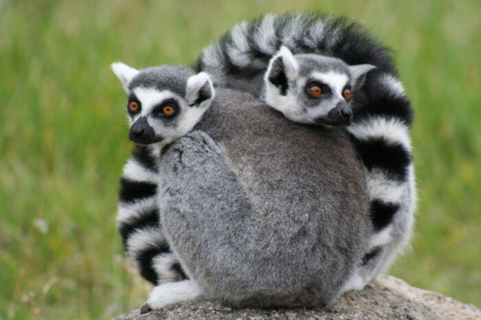 Ring-Tailed Lemurs at the Oakland Zoo by Treehgr via Wikimedia cc