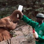 Baby elephant being fed at David Sheldrick Wildlife Trust photo by The Trump White House Archive