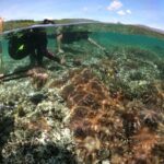 Crown of Thorns collection at Sarangani Bay