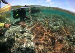 Crown of Thorns collection at Sarangani Bay