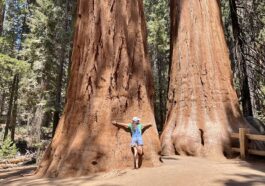 Large Sequoia Trees in Giant Forest, Sequoia National Park by Marty Aligata via Wikimedia cc
