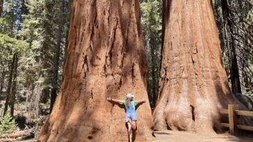 Large Sequoia Trees in Giant Forest, Sequoia National Park by Marty Aligata via Wikimedia cc