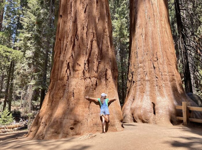 Large Sequoia Trees in Giant Forest, Sequoia National Park by Marty Aligata via Wikimedia cc