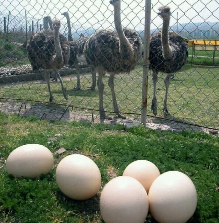 Maasai Ostrich Farm photo via Fb Page