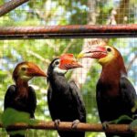 Rufous Headed Hornbill photo via Talarak FB page