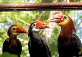 Rufous Headed Hornbill photo via Talarak FB page