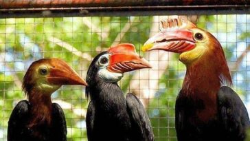 Rufous Headed Hornbill photo via Talarak FB page