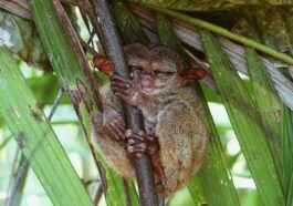 Bohol Tarsier