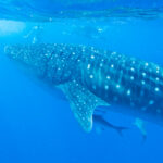 Whale Shark Watching by Jae via Flickr