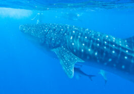 Whale Shark Watching by Jae via Flickr