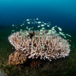 Diving in Central Visayas