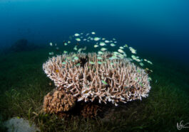 Diving in Central Visayas