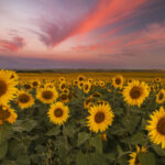 North Dakota's Sunflower Bloom