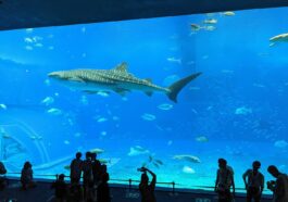 Okinawa Churaumi Aquarium by Bernie Ongewe via Wikimedia cc