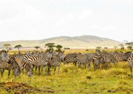 Safaris in Tanzania
