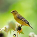 Lesser Goldfinch