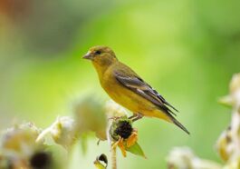 Lesser Goldfinch