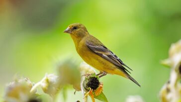 Lesser Goldfinch
