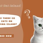 Why Are There Cat Islands in Japan?