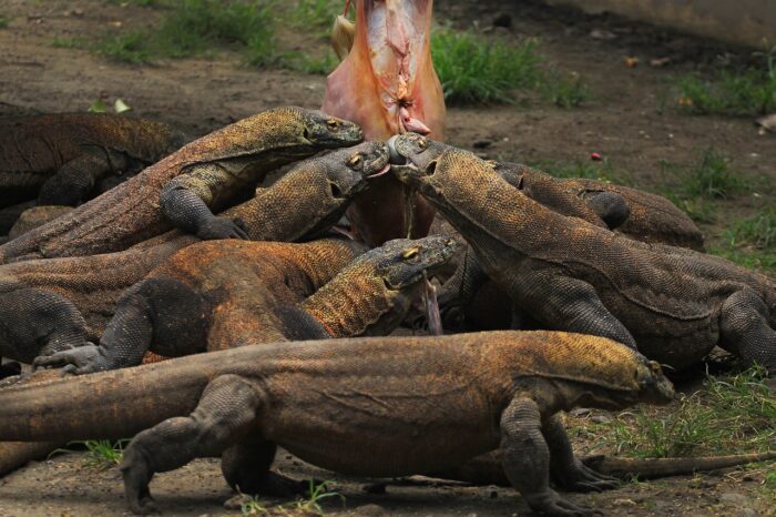 Komodo National Park