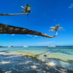 leaning coconut trees